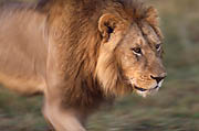  Lion Masai Mara 
